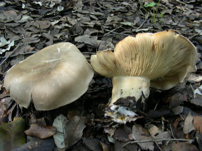 612 Marzo vecchio ritrovamento